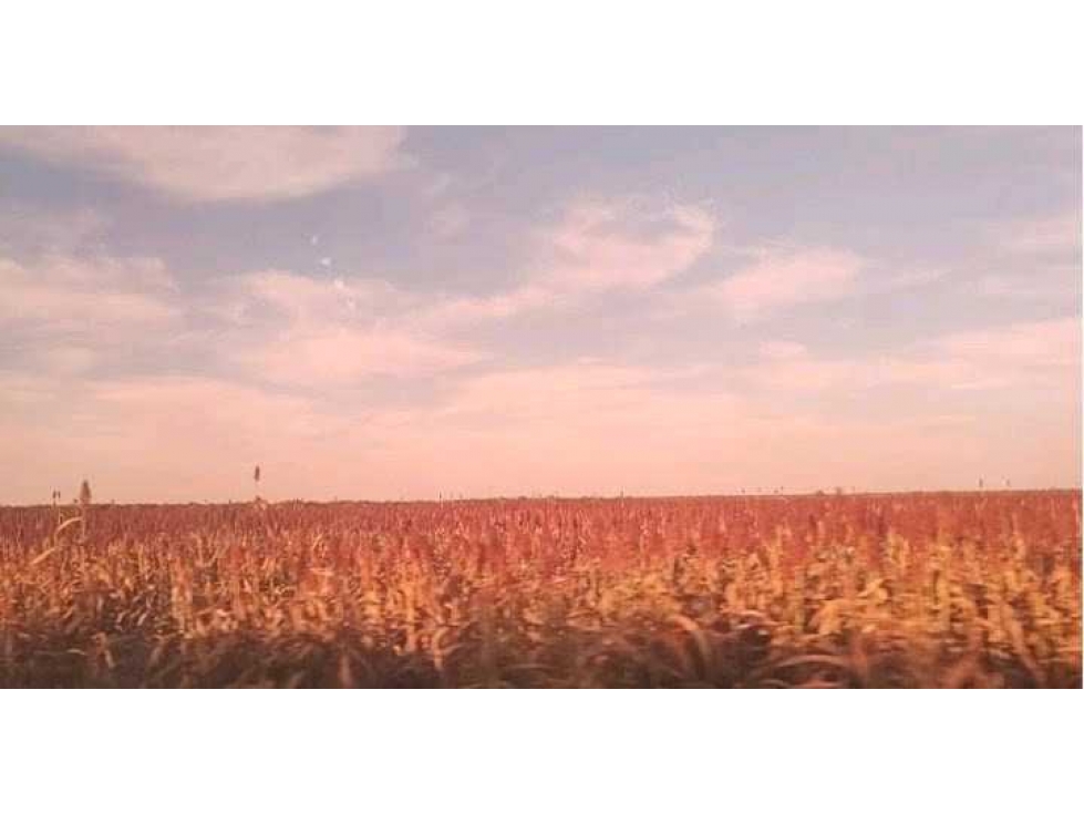 CAMPO 1125 HECTAREAS, MIXTO, GRANEROS, TUCUMAN, ARGENTINA - 3