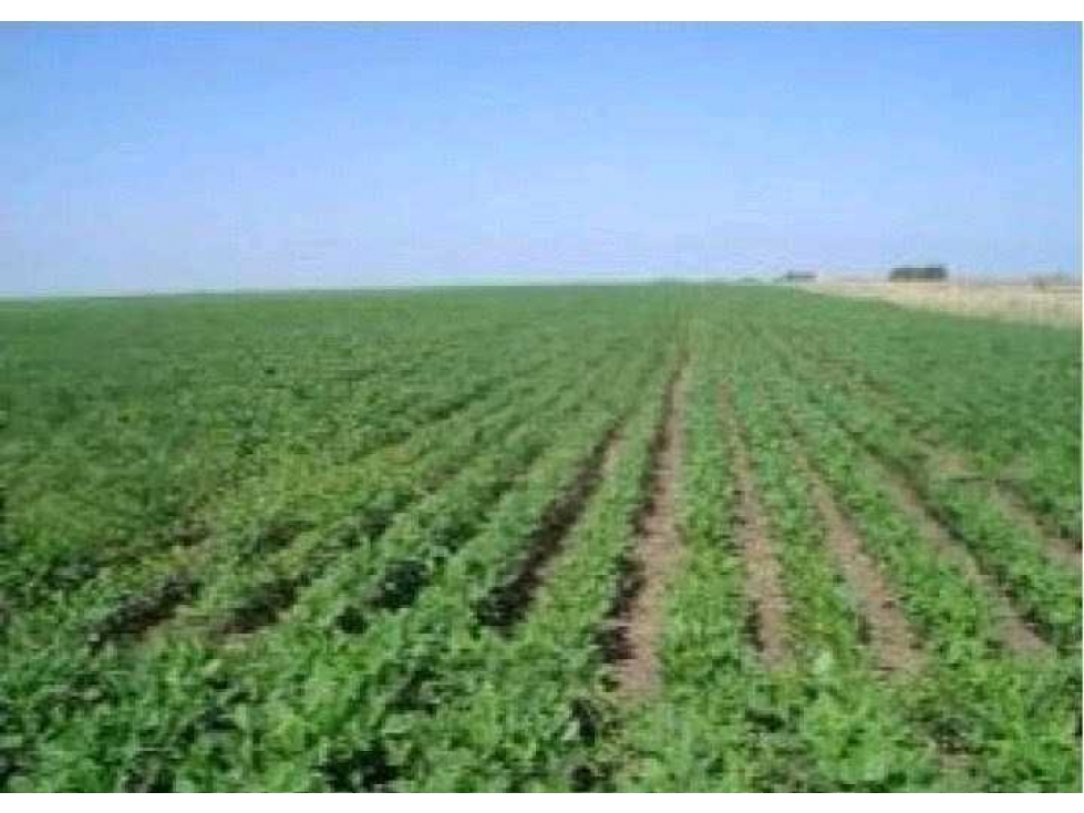 CAMPO 113 HECTAREAS, AGRICOLA, BUENOS AIRES, ARGENTINA - 1