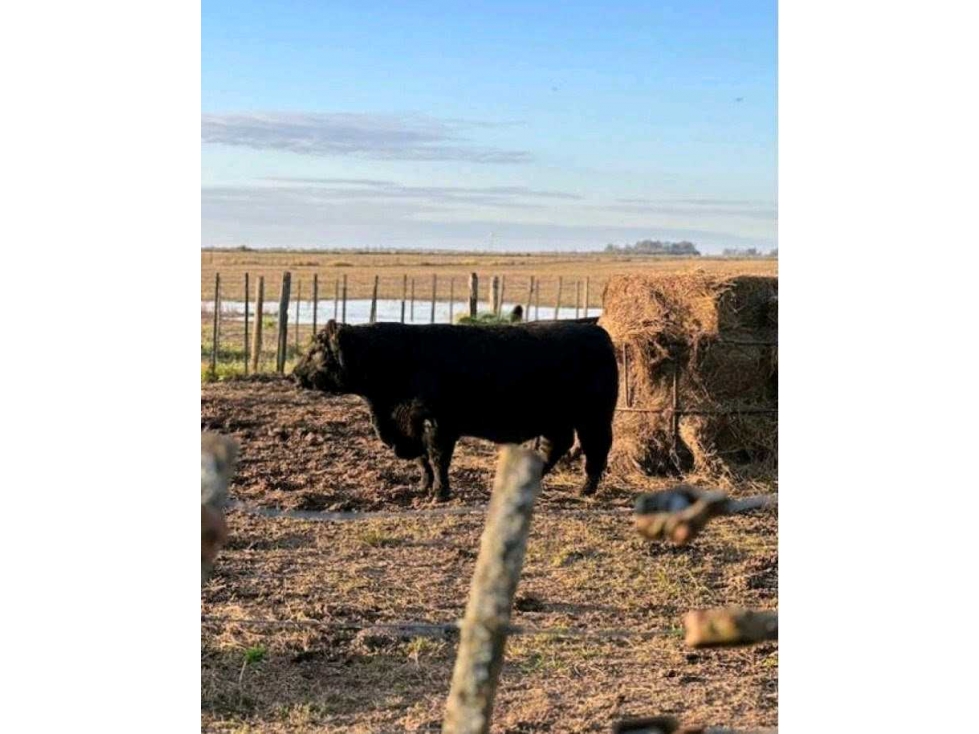 CAMPO 114 HAS, GENERAL VIAMONTE, BUENOS AIRES, ARGENTINA - 3
