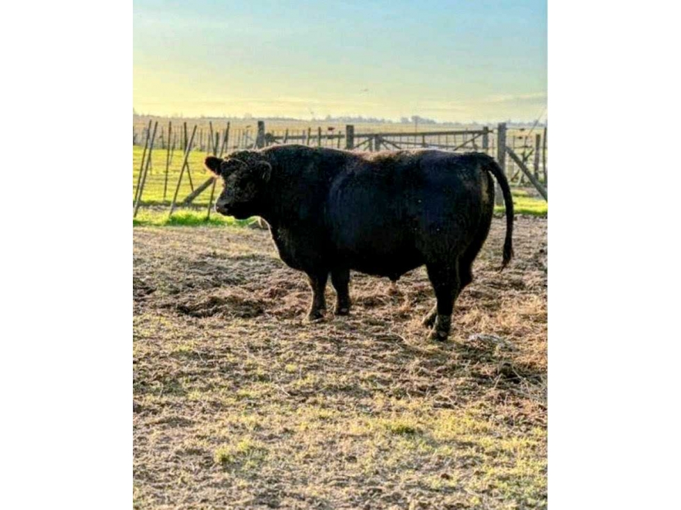 CAMPO 114 HAS, GENERAL VIAMONTE, BUENOS AIRES, ARGENTINA - 4