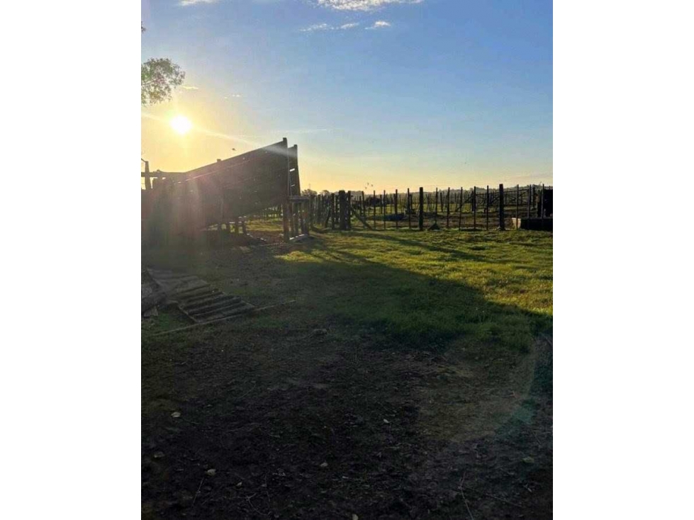 CAMPO 114 HAS, GENERAL VIAMONTE, BUENOS AIRES, ARGENTINA - 6