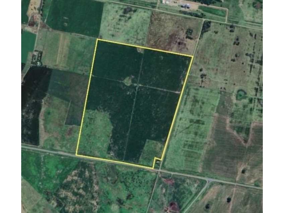 CAMPO 114 HECTAREAS, AGRICOLA, BALSA, LINCOL, BUENOS AIRES, ARGENTINA - 2