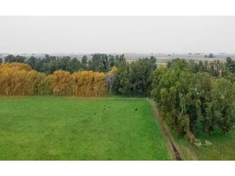 CAMPO 1156 HECTAREAS, MIXTO,AYACUCHO, BUENOS AIRES,ARGENTINA - 6