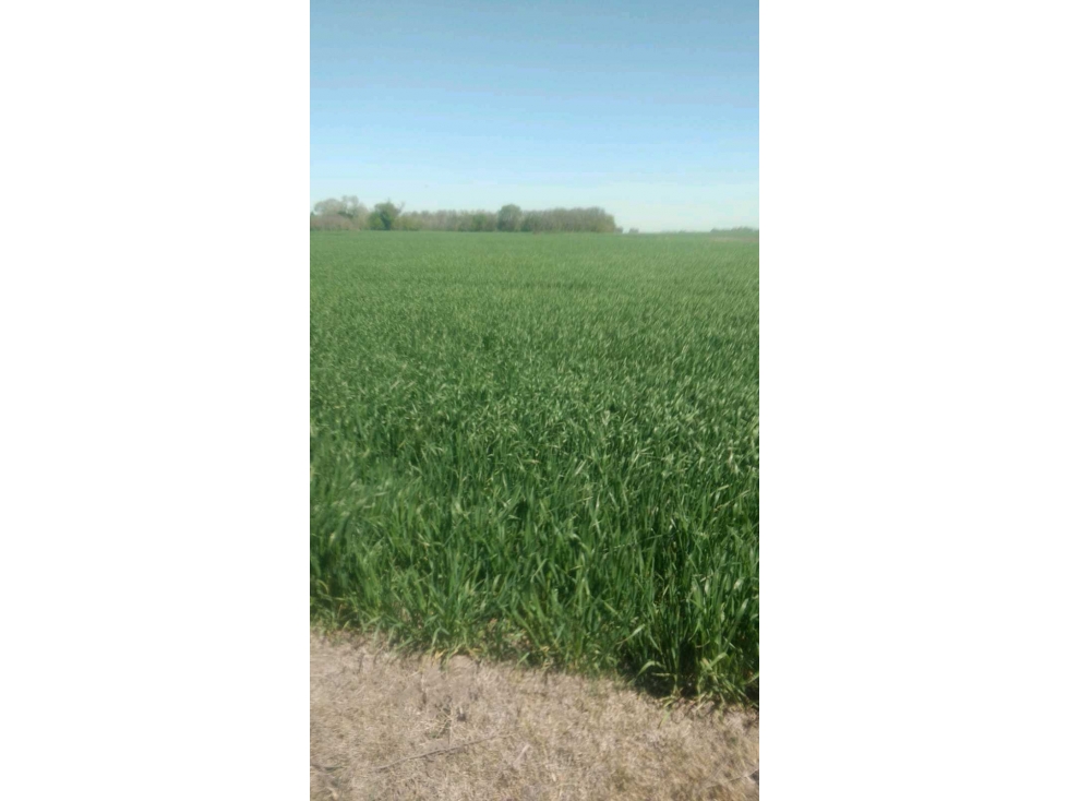 CAMPO 116 HECTAREAS, AGRICOLA, SALADILLO, BUENOS AIRES, ARGENTINA - 1