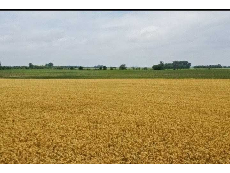 CAMPO 118 HECTAREAS, AGRICOLA, BRAGADO, BUENOS AIRES, ARGENTINA - 1