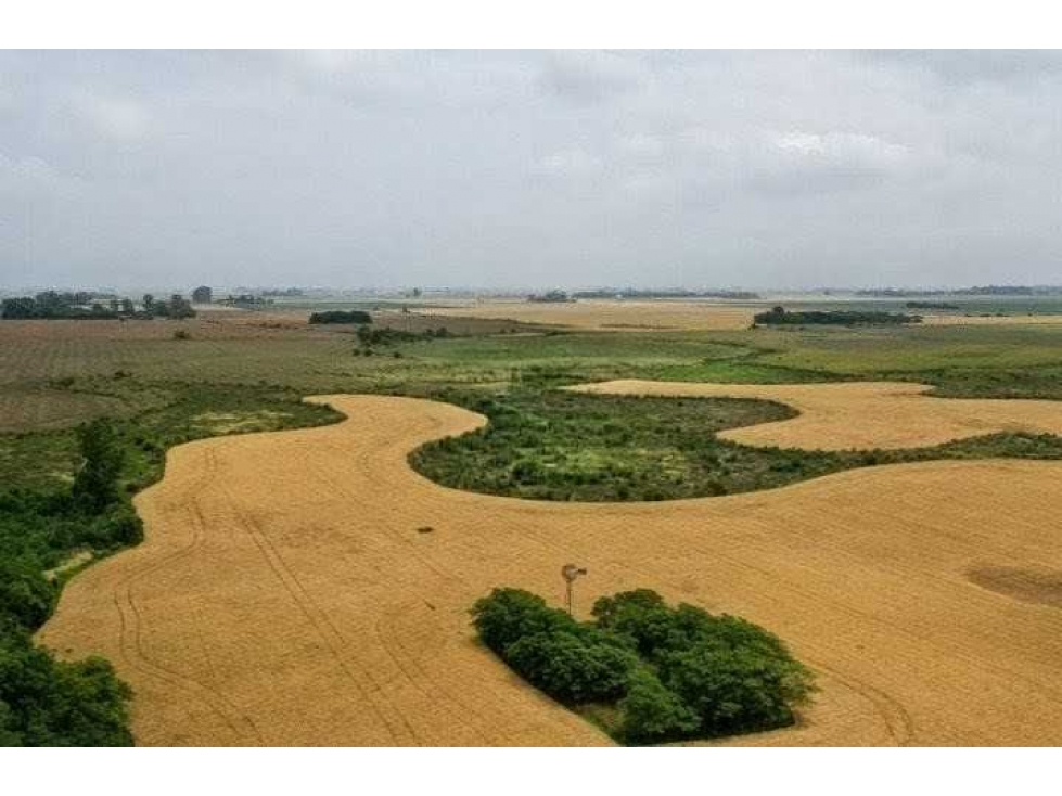 CAMPO 118 HECTAREAS, AGRICOLA, BRAGADO, BUENOS AIRES, ARGENTINA - 2