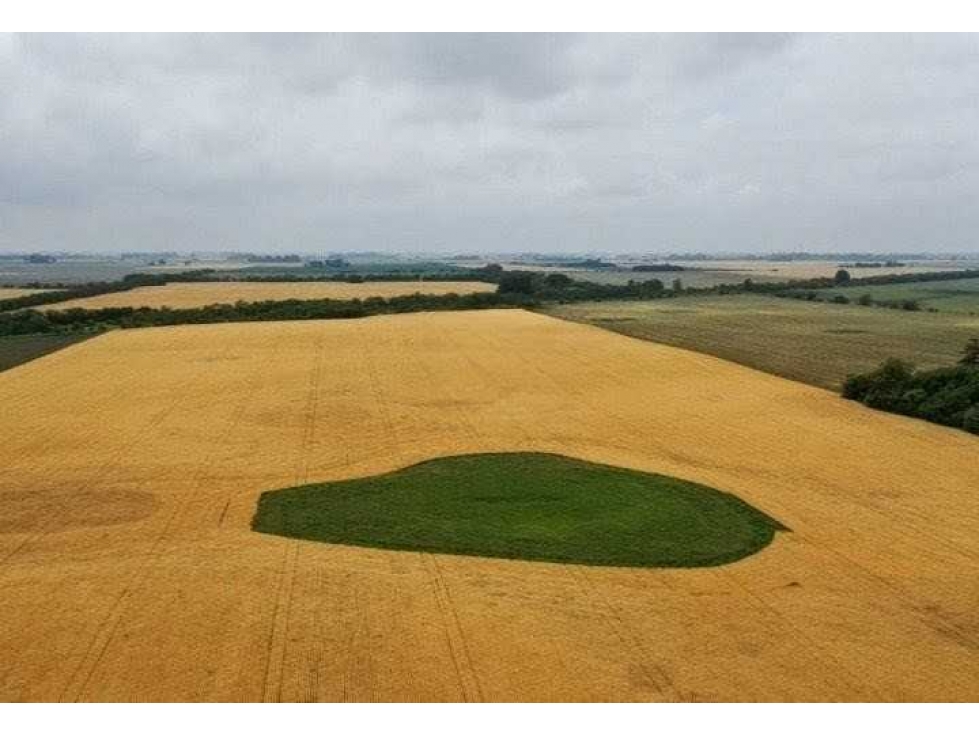 CAMPO 118 HECTAREAS, AGRICOLA, BRAGADO, BUENOS AIRES, ARGENTINA - 3