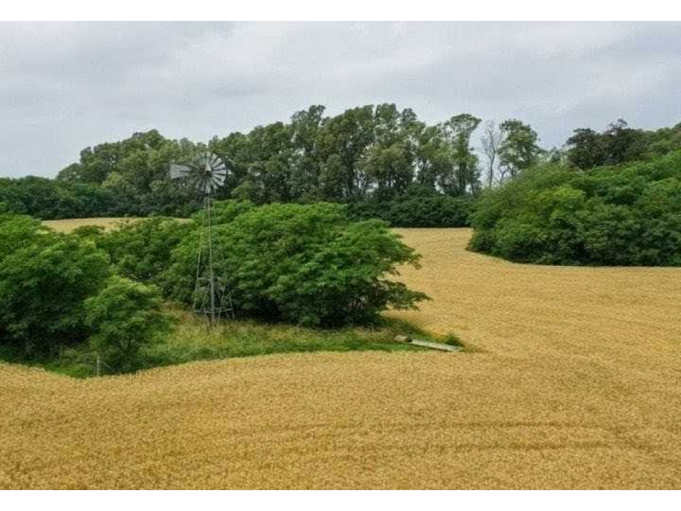 CAMPO 118 HECTAREAS, AGRICOLA, BRAGADO, BUENOS AIRES, ARGENTINA - 4