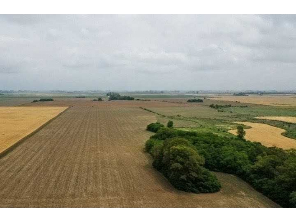 CAMPO 118 HECTAREAS, AGRICOLA, BRAGADO, BUENOS AIRES, ARGENTINA - 5