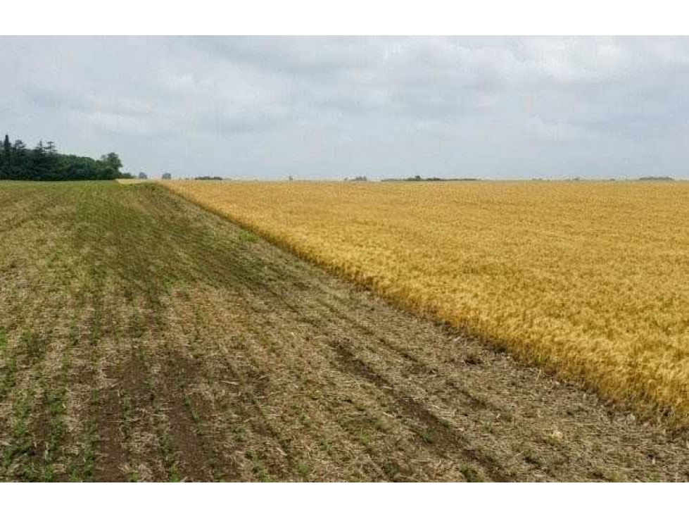 CAMPO 118 HECTAREAS, AGRICOLA, BRAGADO, BUENOS AIRES, ARGENTINA - 6