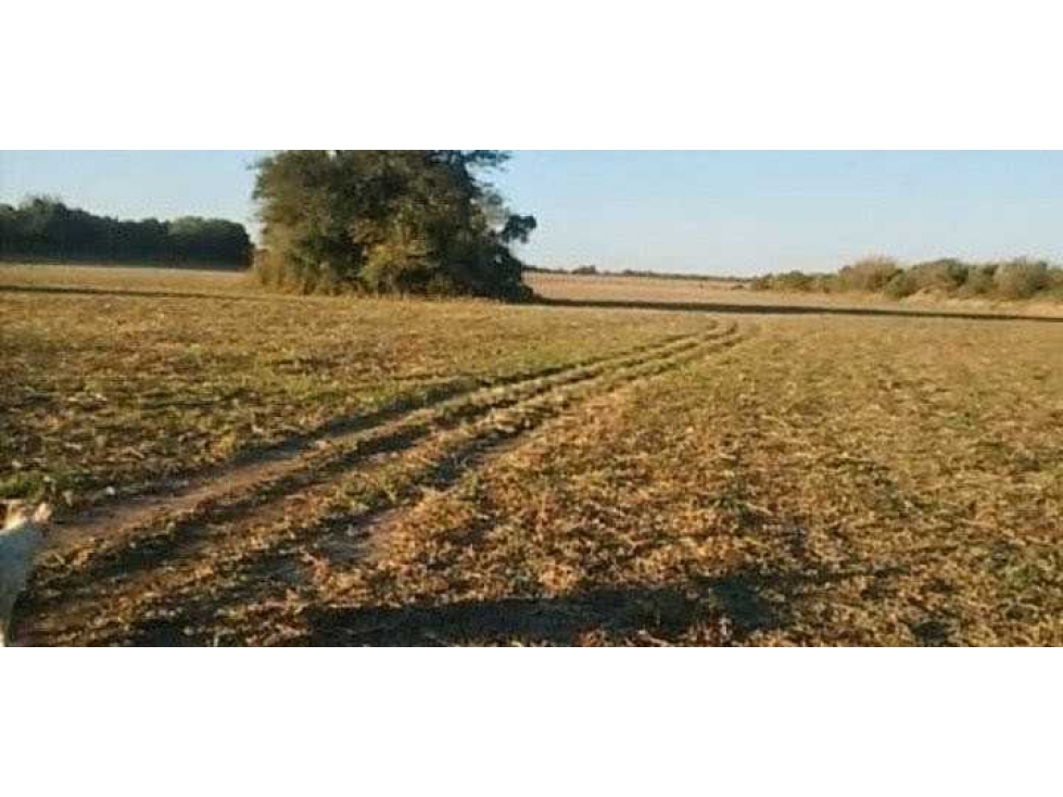 CAMPO 118 HECTAREAS, AGRICOLA, TOTORAL, CORDOBA, ARGENTINA