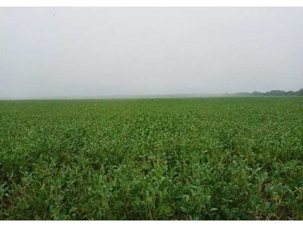 CAMPO 118 HECTAREAS, AGRICOLA, TOTORAL, CORDOBA, ARGENTINA — foto 5
