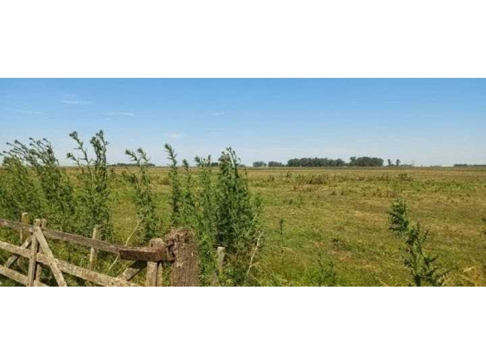 CAMPO 120 HAS, GANADERO,SANTA ISABEL, GENERAL ALVEAR, BS.AS, ARGENTINA - 3
