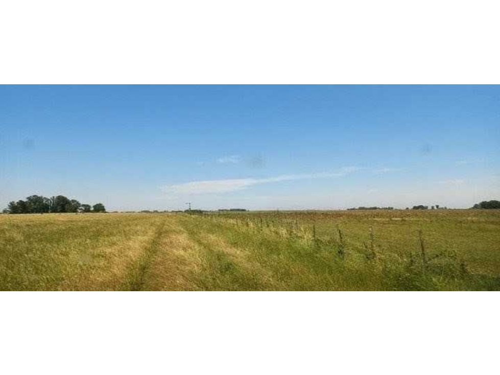 CAMPO 120 HAS, GANADERO,SANTA ISABEL, GENERAL ALVEAR, BS.AS, ARGENTINA - 6