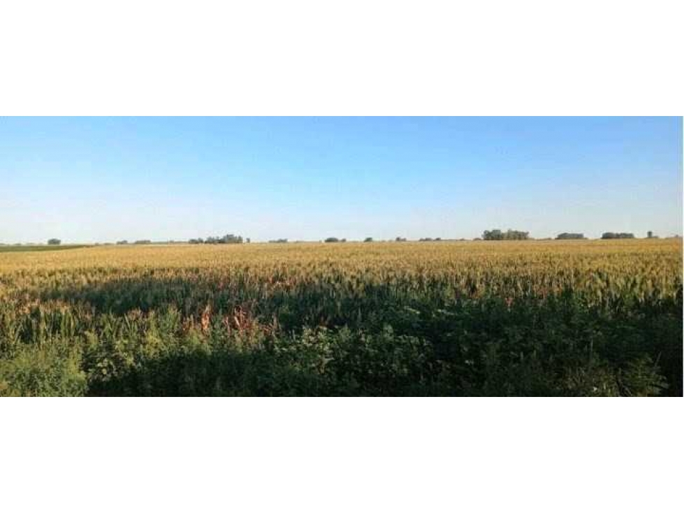 CAMPO 120 HECTAREAS, MIXTO, URDAMPILLETA, BUENOS AIRES, ARGENTINA - 1