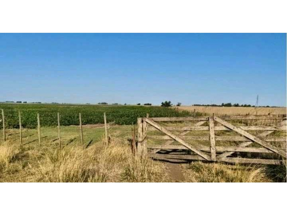 CAMPO 120 HECTÁREAS, MIXTO,DAIREAUX, BUENOS AIRES, ARGENTINA - 4