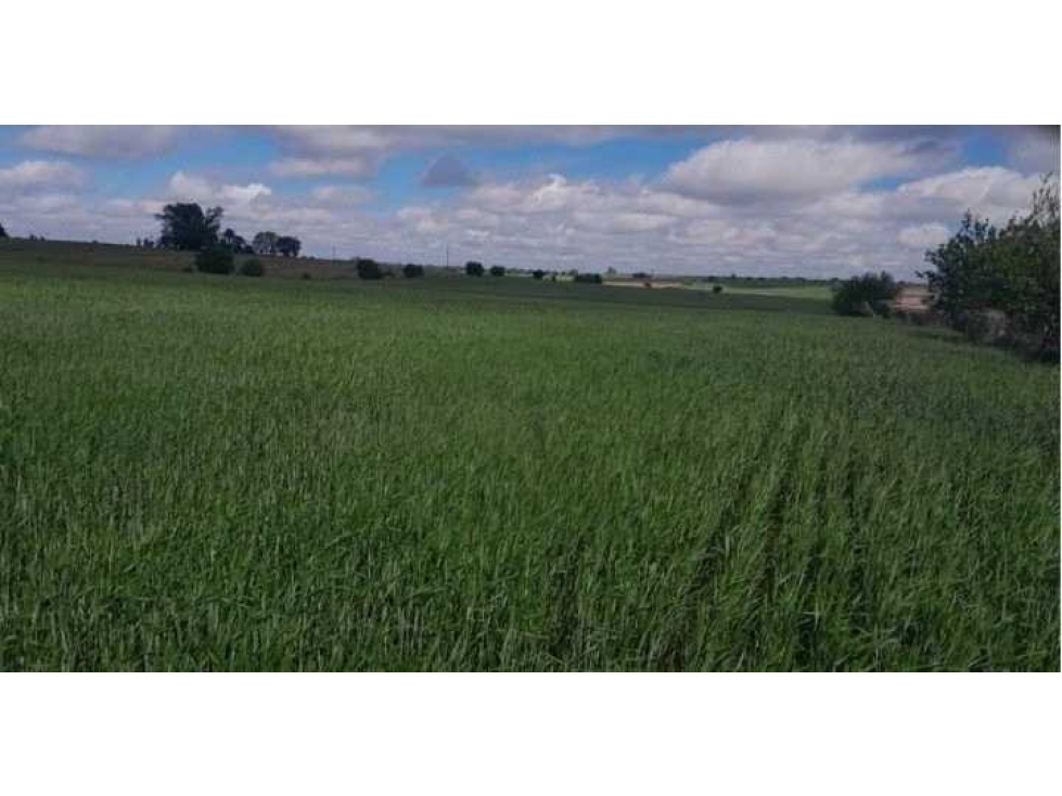 CAMPO 1300 HECTAREAS, AGRICOLA, LA PAZ, ENTRE RIOS, ARGENTINA - 1