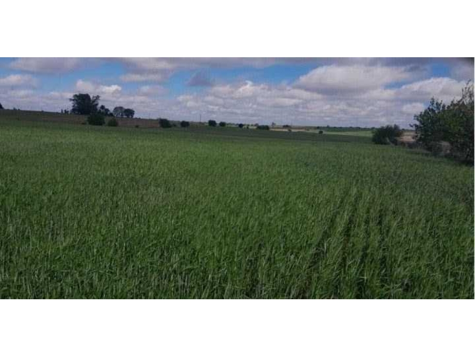 CAMPO 1300 HECTAREAS, AGRICOLA, LA PAZ, ENTRE RIOS, ARGENTINA - 2