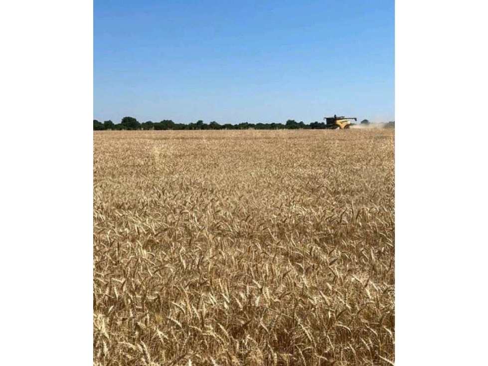CAMPO 1300 HECTAREAS, AGRICOLA, LA PAZ, ENTRE RIOS, ARGENTINA - 3