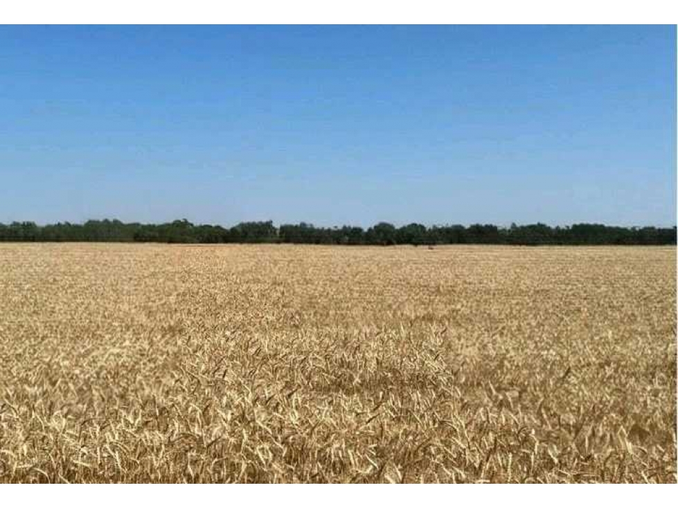 CAMPO 1300 HECTAREAS, AGRICOLA, LA PAZ, ENTRE RIOS, ARGENTINA - 4
