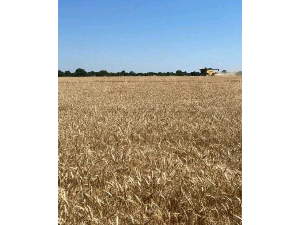 CAMPO 1300 HECTAREAS, AGRICOLA, LA PAZ, ENTRE RIOS, ARGENTINA - 5