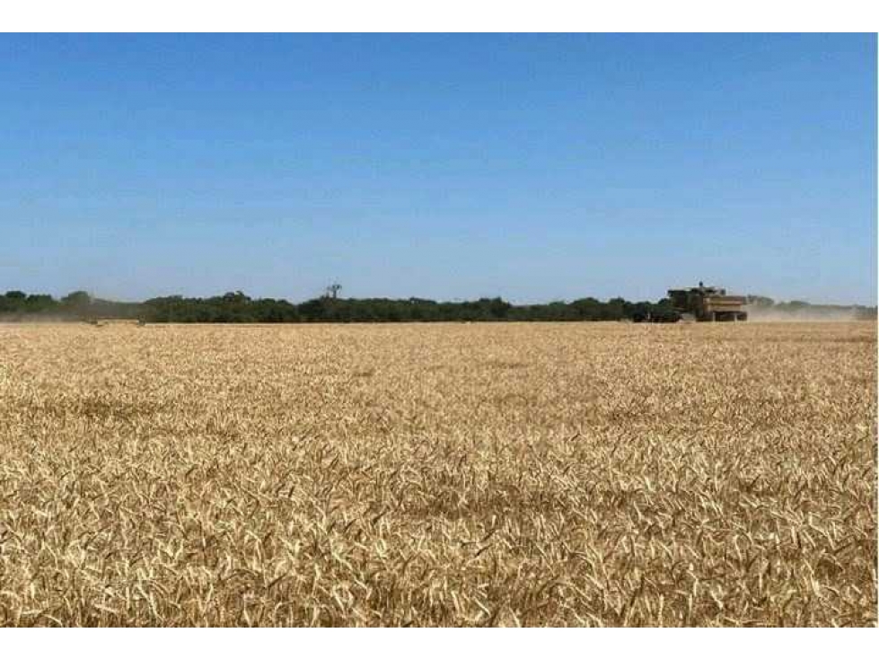 CAMPO 1300 HECTAREAS, AGRICOLA, LA PAZ, ENTRE RIOS, ARGENTINA - 6