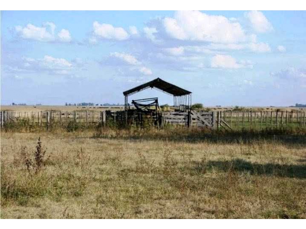CAMPO 1320 HECTAREAS, GANADERO, DOLORES, BUENOS AIRES, ARGENTINA - 1