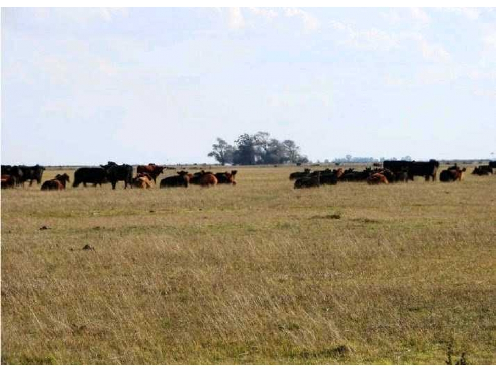 CAMPO 1320 HECTAREAS, GANADERO, DOLORES, BUENOS AIRES, ARGENTINA - 2