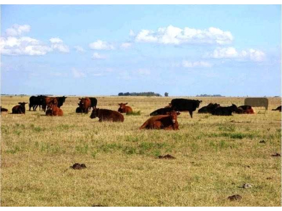 CAMPO 1320 HECTAREAS, GANADERO, DOLORES, BUENOS AIRES, ARGENTINA - 3