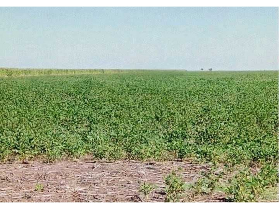 CAMPO 1320 HECTAREAS, MIXTO, LABOULAYE, CORDOBA, ARGENTINA - 4