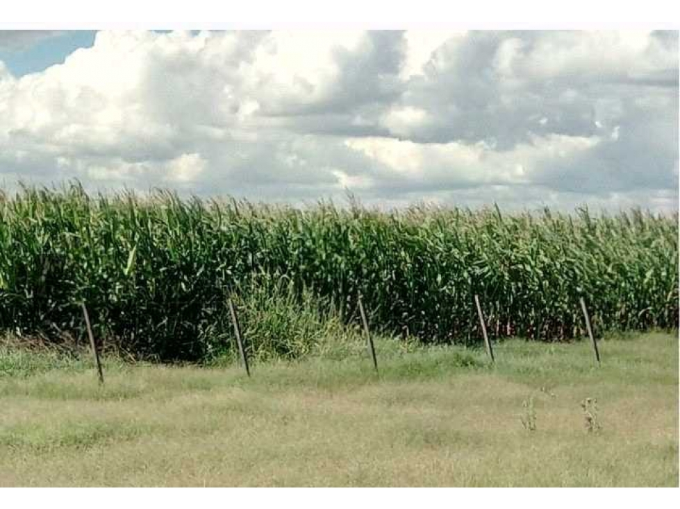 CAMPO 1320 HECTAREAS, MIXTO, LABOULAYE, CORDOBA, ARGENTINA - 5