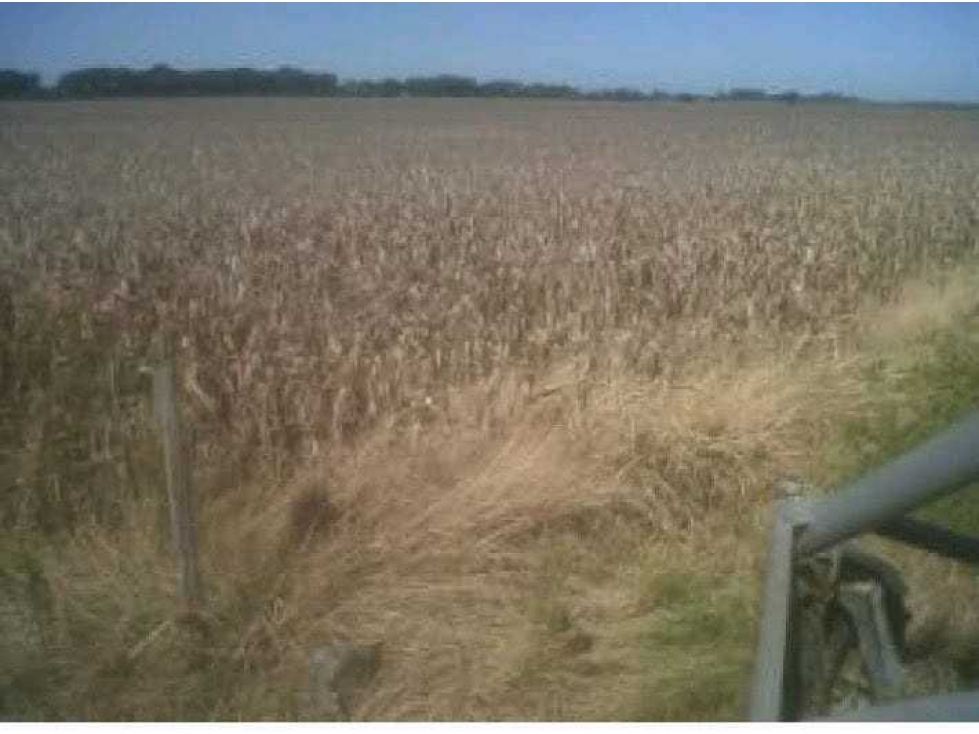 CAMPO 1335 HAS AGRICOLAS, TORRES, LUJAN, BUENOS AIRES, ARGENTINA - 1