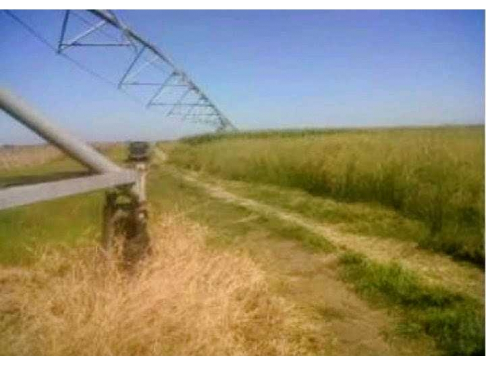 CAMPO 1335 HAS AGRICOLAS, TORRES, LUJAN, BUENOS AIRES, ARGENTINA - 2