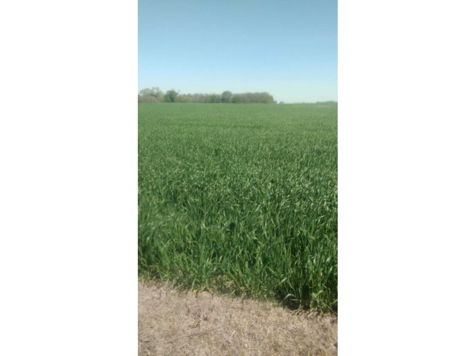 CAMPO 1341 HECTAREAS, AGRICOLA, NECOCHEA, BUENOS AIRES, ARGENTINA - 1