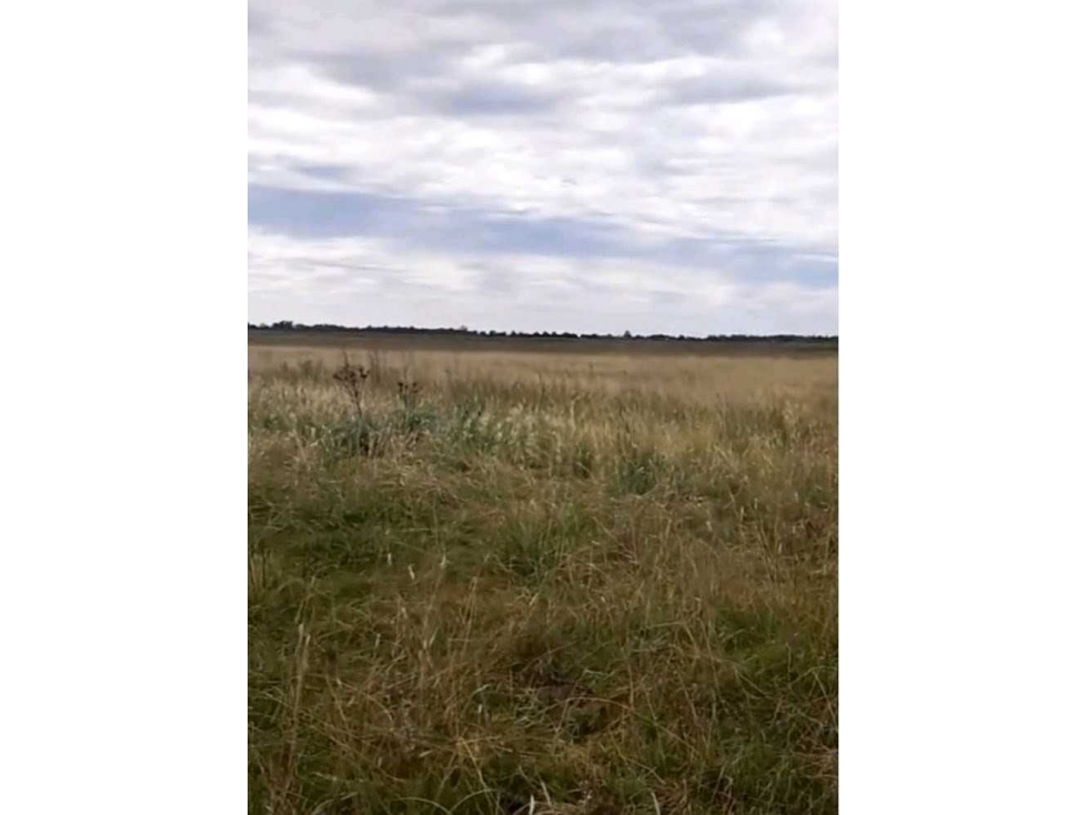 CAMPO 138 HECTAREAS, MIXTO, CHASCOMUS, BUENOS AIRES,ARGENTINA - 1