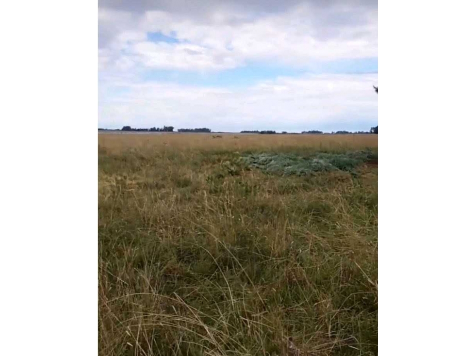 CAMPO 138 HECTAREAS, MIXTO, CHASCOMUS, BUENOS AIRES,ARGENTINA - 2