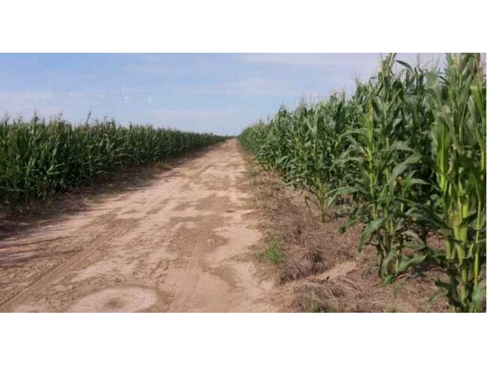 CAMPO 1438 HAS, AGRICOLA,MALBRAN, SANTIAGO DEL ESTERO,0ARGENTINA - 2