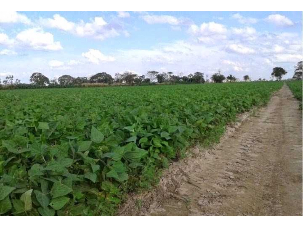 CAMPO 1438 HAS, AGRICOLA,MALBRAN, SANTIAGO DEL ESTERO,0ARGENTINA - 3