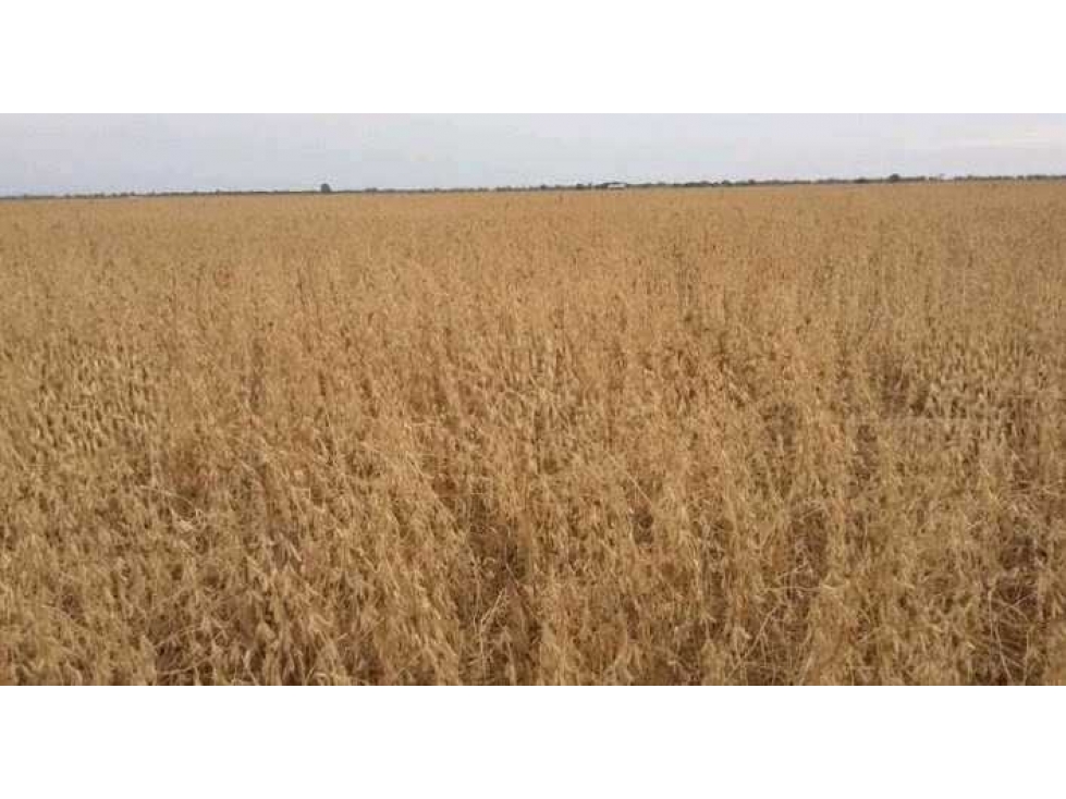 CAMPO 1438 HAS, AGRICOLA,MALBRAN, SANTIAGO DEL ESTERO,0ARGENTINA - 4