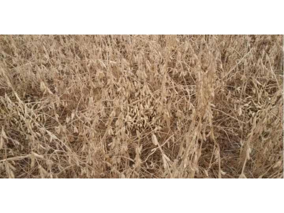 CAMPO 1438 HAS, AGRICOLA,MALBRAN, SANTIAGO DEL ESTERO,0ARGENTINA - 5