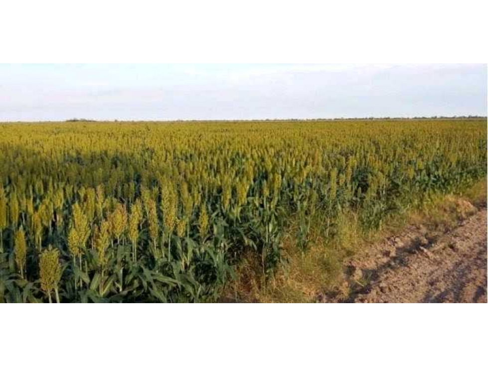 CAMPO 1438 HAS, AGRICOLA,MALBRAN, SANTIAGO DEL ESTERO,0ARGENTINA - 6