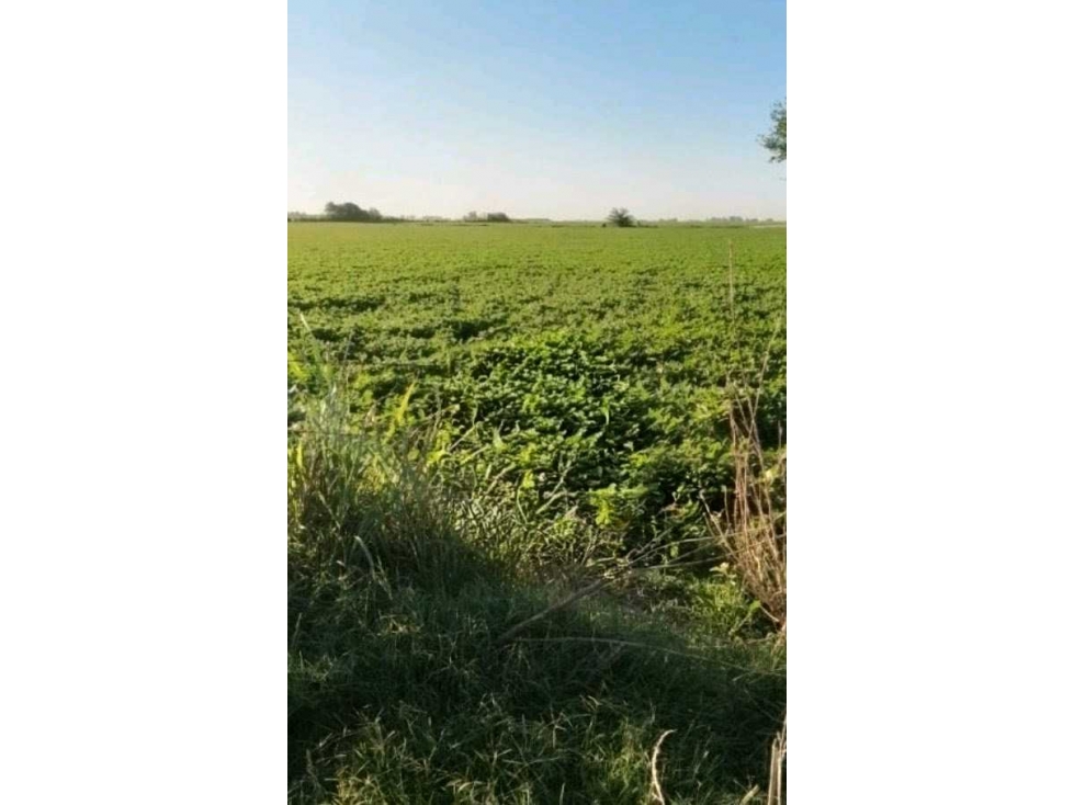 CAMPO 150 HECTAREAS, AGRICOLA, OLAVARRIA, BUENOS AIRES, ARGENTINA - 1