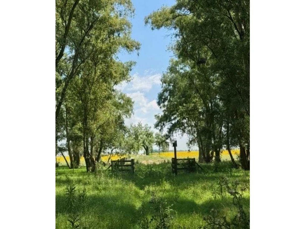 CAMPO 150 HECTAREAS, MIXTO, BOLIVAR, BUENOS AIRES, ARGENTINA - 5