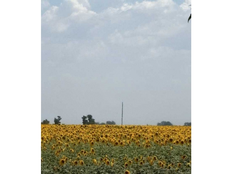 CAMPO 150 HECTAREAS, MIXTO, BOLIVAR, BUENOS AIRES, ARGENTINA - 6