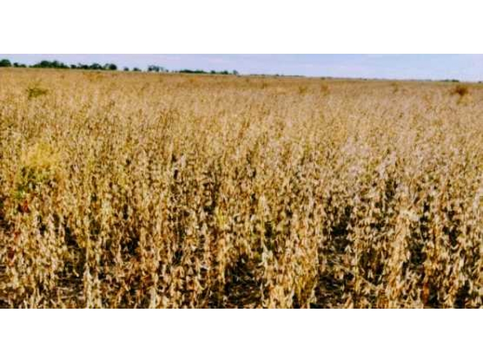 CAMPO 1530 HAS AGRICOLAS, RIO CUARTO, CORDOBA, ARGENTINA - 2