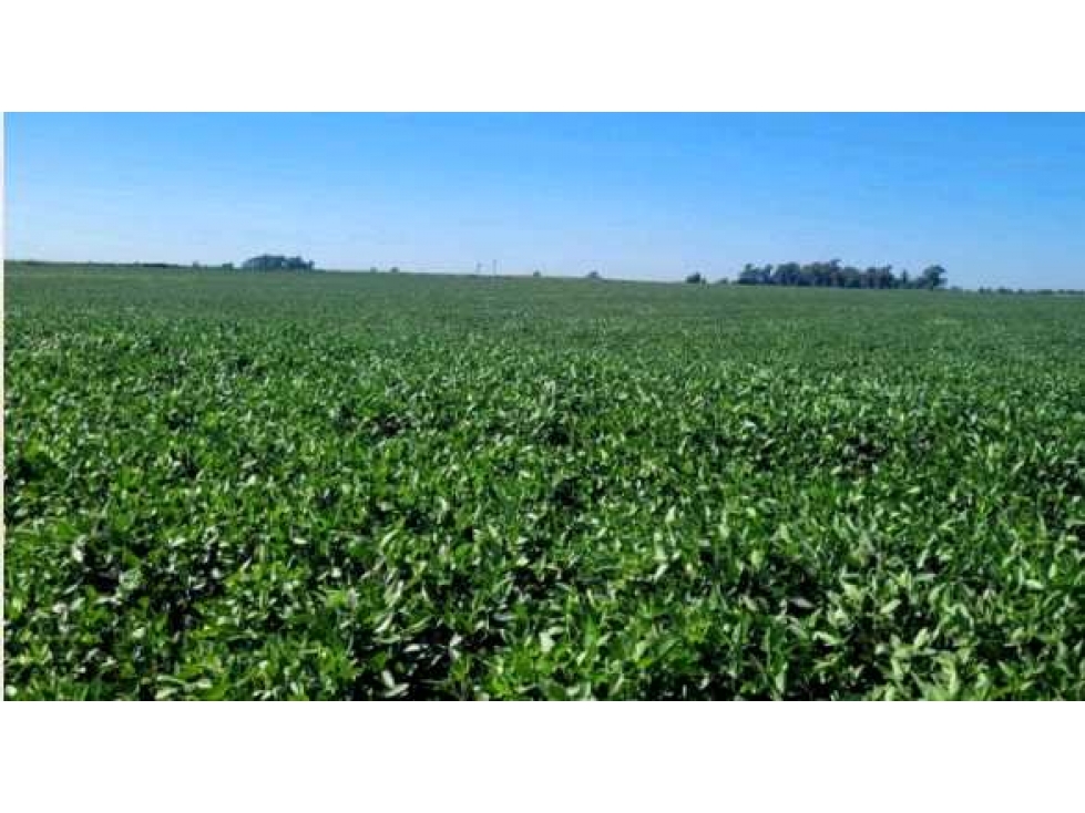 CAMPO 1530 HAS AGRICOLAS, RIO CUARTO, CORDOBA, ARGENTINA - 3