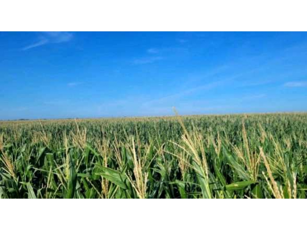 CAMPO 1530 HAS AGRICOLAS, RIO CUARTO, CORDOBA, ARGENTINA - 4