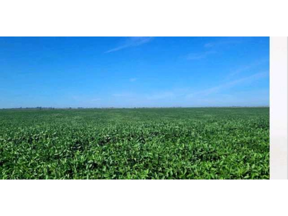 CAMPO 1530 HAS AGRICOLAS, RIO CUARTO, CORDOBA, ARGENTINA - 5