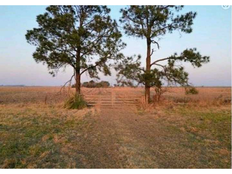 CAMPO 1537 HECTAREAS, AGRICOLA, SAN FABIAN, SANTA FE, ARGENTINA - 2