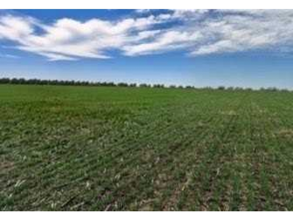 CAMPO 193 HECTAREAS, MIXTO, CROTTO, BUENOS AIRES, ARGENTINA - 2